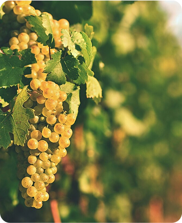 Journey Through Italy's Renowned Wine Regions