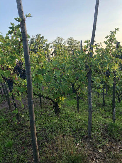 " Boca" CASCINA MONTALBANO, Boca DOC 2012